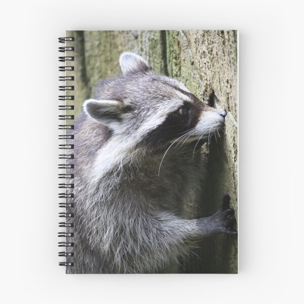 Item preview, Inquisitive Raccoon designed and sold by fish68.