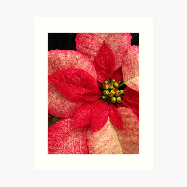 Poinsettia Art Print