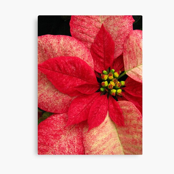 Poinsettia Canvas Print