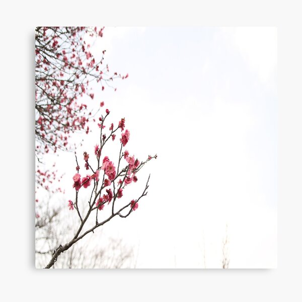 Cherry Blossom Canvas Print