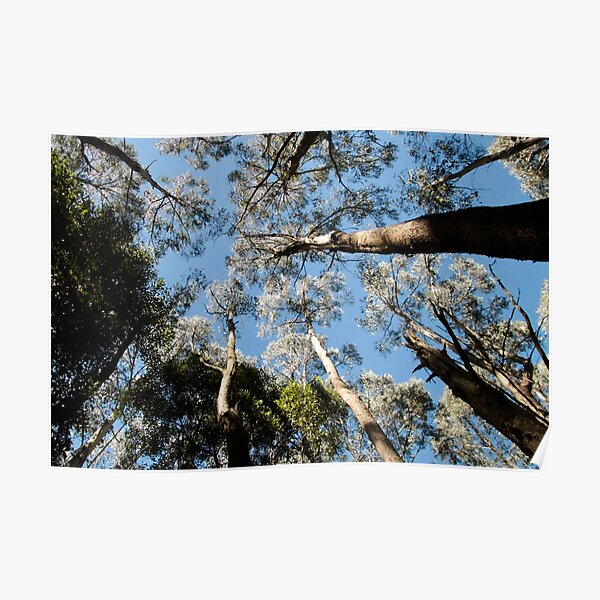 Treetops, Sanitorium Lake Poster