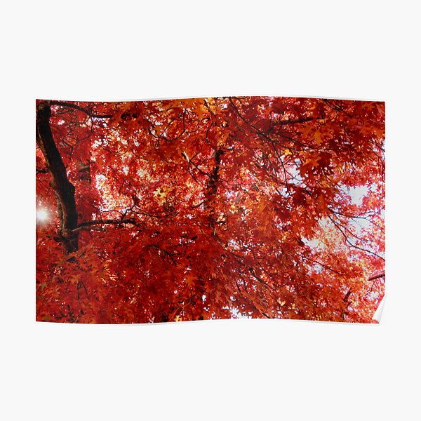 Autumn Redness, Macedon Poster