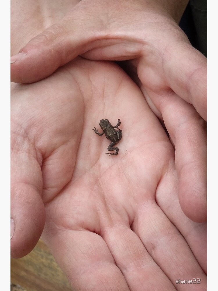 Baby Frog on Palm of Hand Art Board Print for Sale by shane22