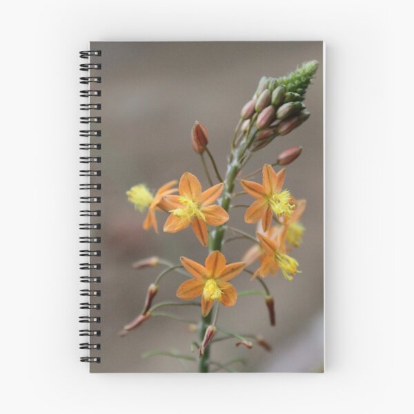 Item preview, Bulbine frutescens –'healing plant' designed and sold by Rina Greeff.