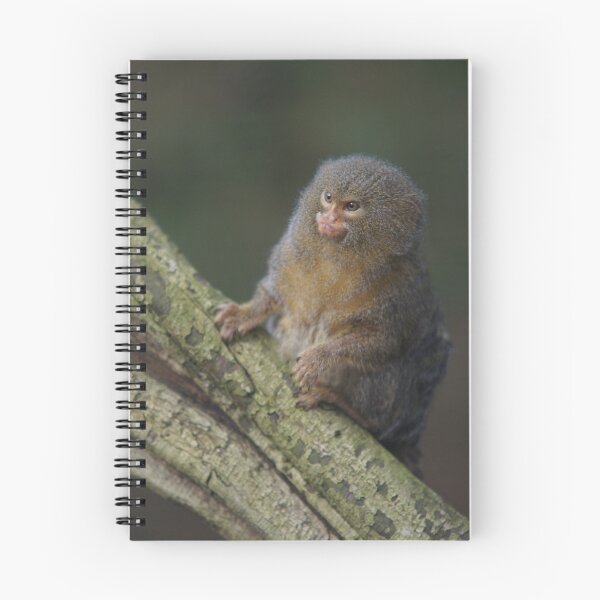 Item preview, Pygmy marmoset designed and sold by Lindie Allen.