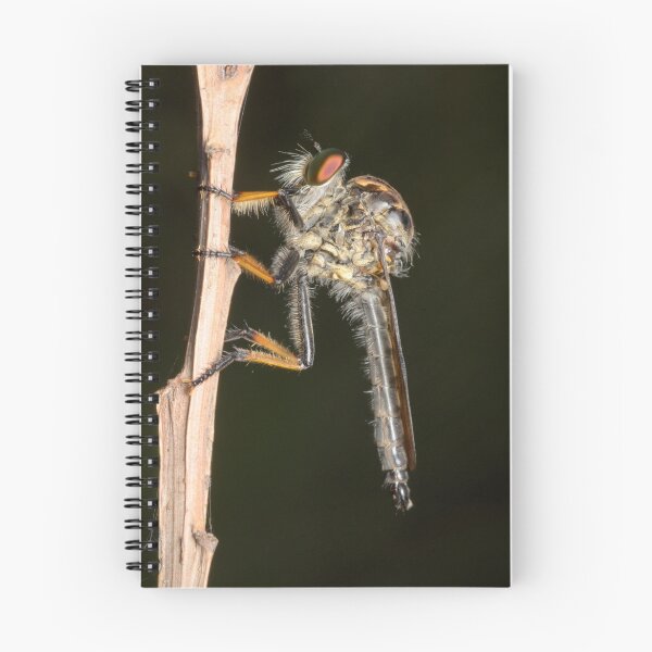 Item preview, Common Yellow Robberfly - Ommatius sp. designed and sold by Andrew Trevor-Jones.