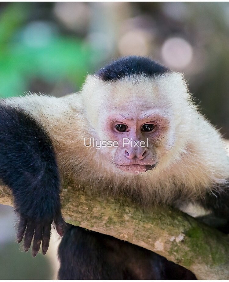 White faced capuchin for hot sale sale