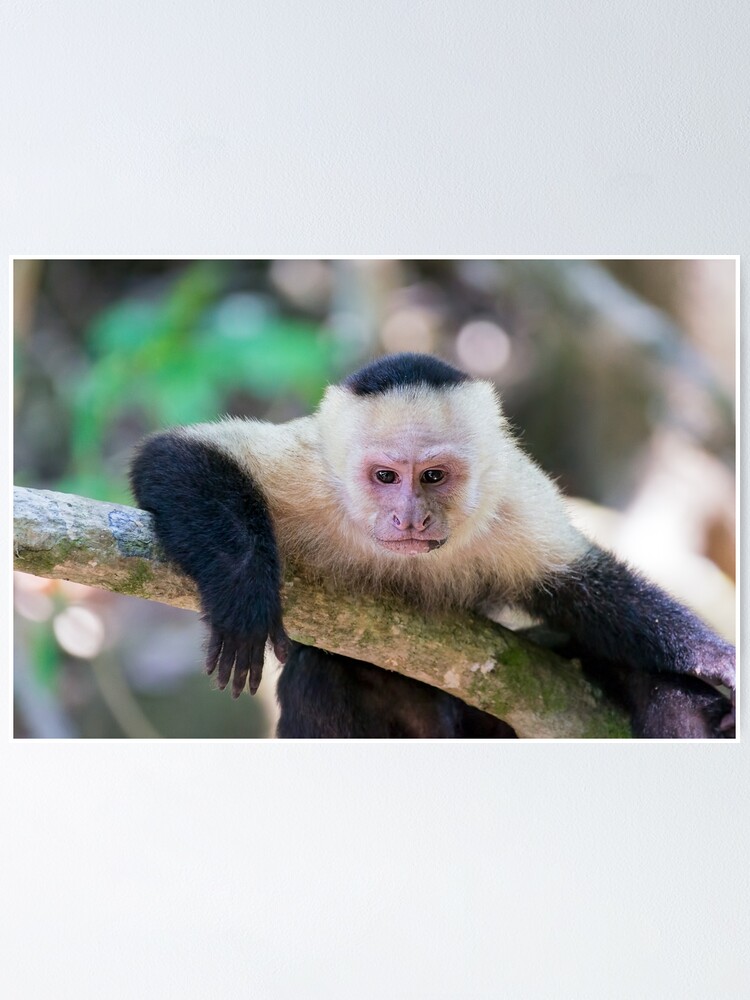 Capuchin Monkeys For Sale Under 1000 White Headed Capuchin Monkey