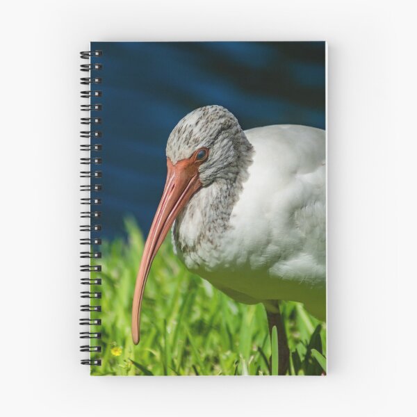 Item preview, American white ibis 2 + 2 designed and sold by KensLensDesigns.