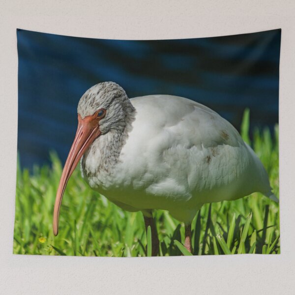 Item preview, American white ibis 2 + 2 designed and sold by KensLensDesigns.