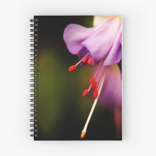 Artikelvorschau, Flandern -
*Beschreibung:*
Die Blume von lila-rosa Fuchsia entworfen und verkauft von steppeland.
