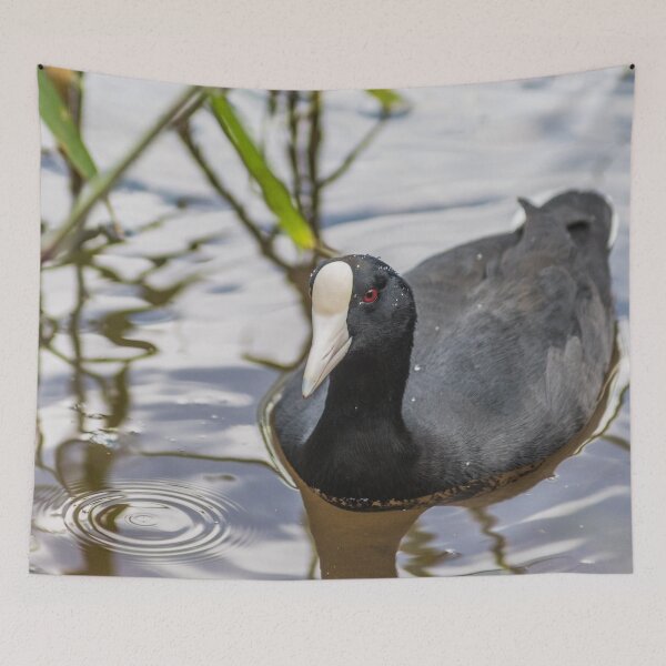 Item preview, Hawaiian coot designed and sold by KensLensDesigns.