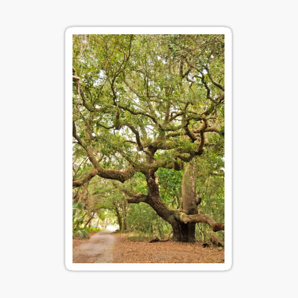 Item preview, Stately Old Live Oak Tree on Cumberland Isl., GA designed and sold by 2CrabbySisters.