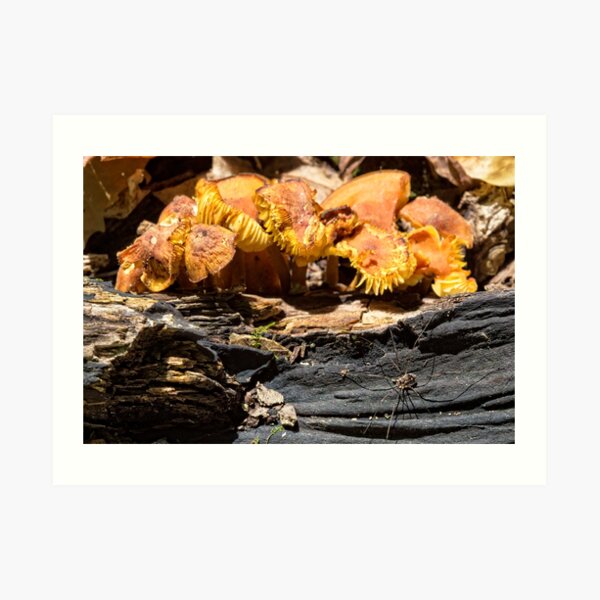 guardian of the forest Art Print