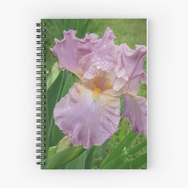 Item preview, Tall Bearded Iris designed and sold by Bob Hardy.
