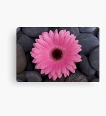 Gerbera Leinwanddruck
