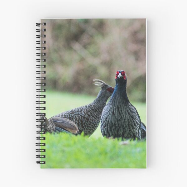 Item preview, ring necked pheasant 3 +3 designed and sold by KensLensDesigns.