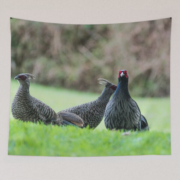 Item preview, ring necked pheasant 3 +3 designed and sold by KensLensDesigns.