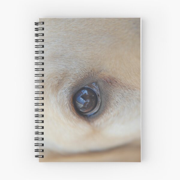 Aperçu de l'œuvre Puppy eye créée et vendue par davidsk44.