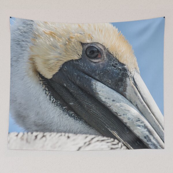 Item preview,  Brown pelican in North Carolina designed and sold by KensLensDesigns.