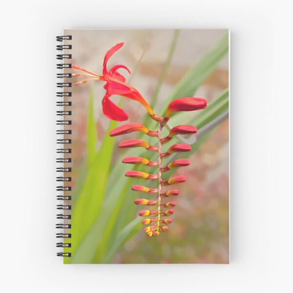 Item preview, Crocosmia Considered designed and sold by Marilyn Cornwell.