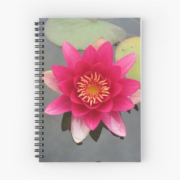 Aperçu de l'œuvre Nénuphar rose créée et vendue par Bridget Rust.
