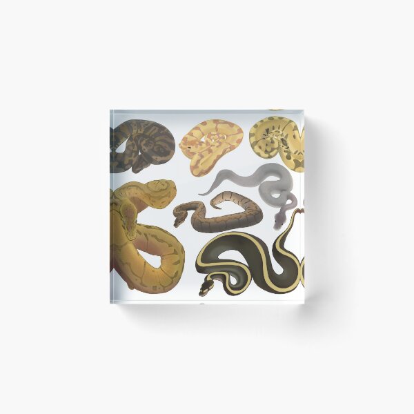 Item preview, Ball Pythons designed and sold by nolhill.