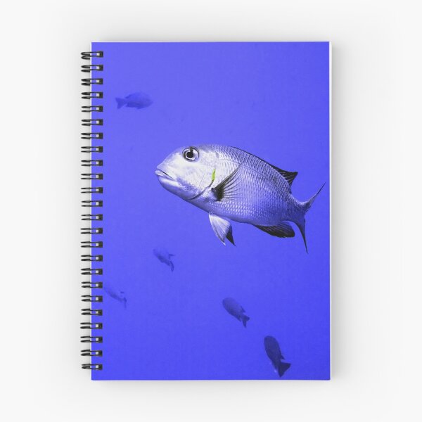 Item preview, Bigeye Emperor Fish in the Red Sea designed and sold by SerenaB.
