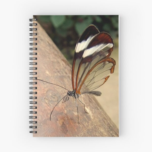 Artikelvorschau, Glasswing Butterfly (G-clef proboscis) entworfen und verkauft von Michaela1991.
