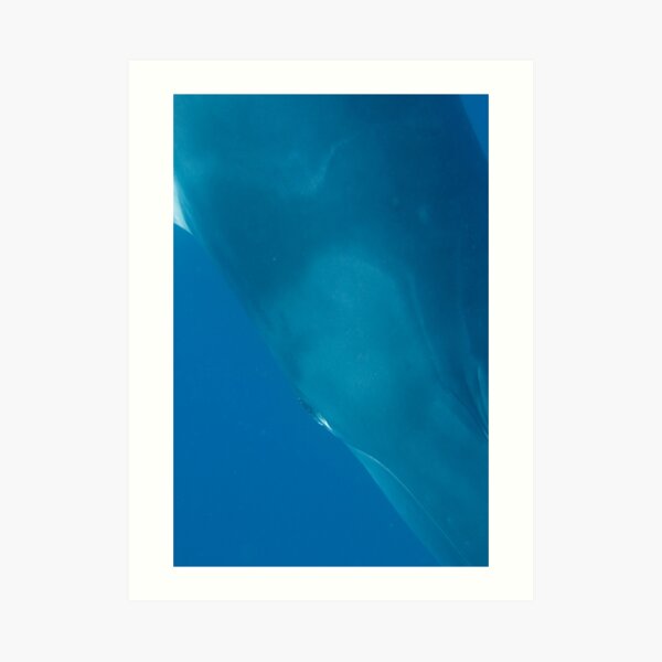 Eye to Eye Minke Whale Art Print