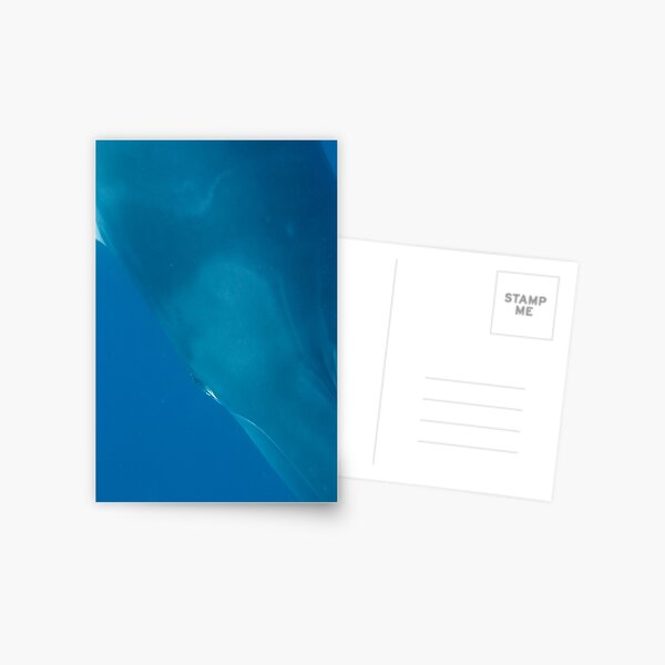Eye to Eye Minke Whale Postcard