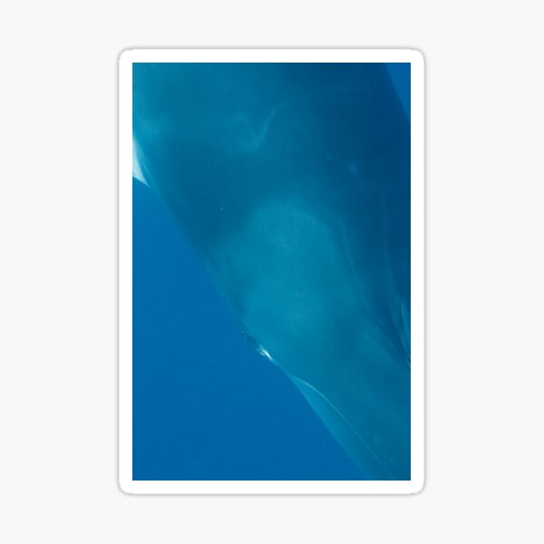 Eye to Eye Minke Whale Sticker