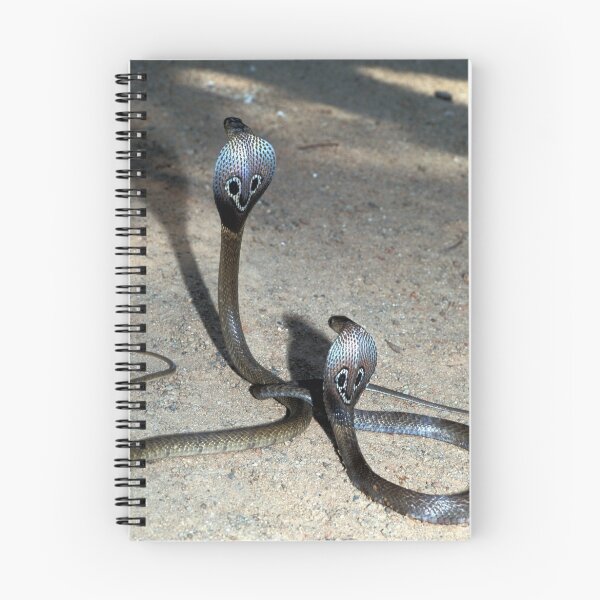 Item preview, Young Indian or Spectacle Cobras, Naja naja, Sri Lanka designed and sold by Michal Cerny.
