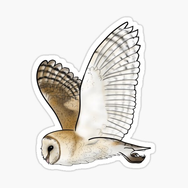 Barn Owl Stickers | Redbubble