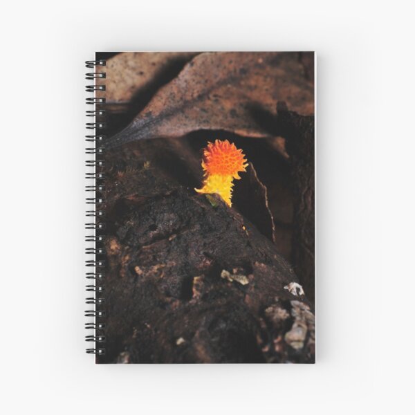 Item preview, Lonely little Cyptotrama aspratum designed and sold by Colin12.