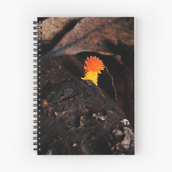 Item preview, Lonely little Cyptotrama aspratum designed and sold by Colin12.