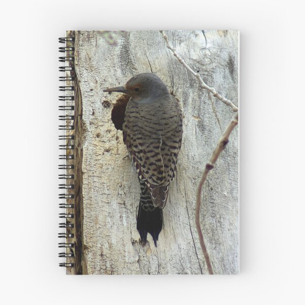 Item preview, Northern Flicker building nest in old cottonwood tree designed and sold by Klaus Girk.