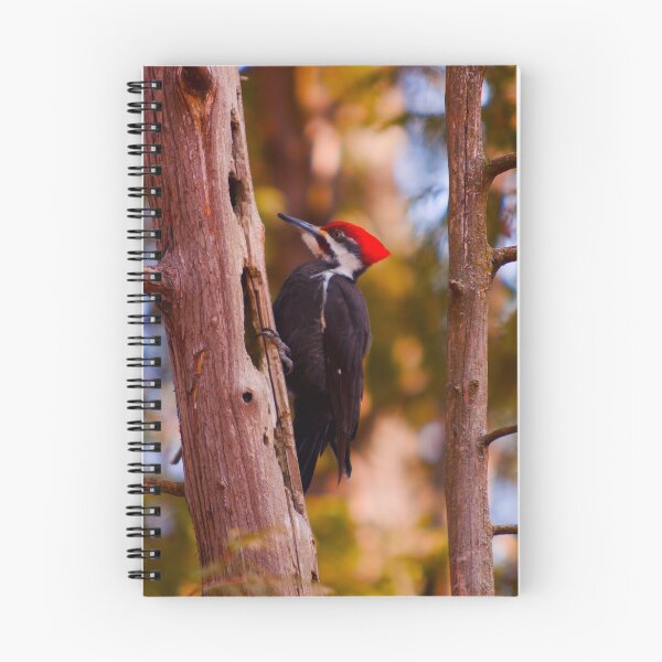 Item preview, Pileated Woodpecker - Ottawa, Ontario designed and sold by Josef Pittner.