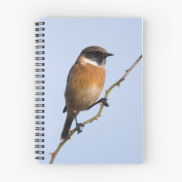 Item preview, Stonechat designed and sold by Nigel Tinlin.