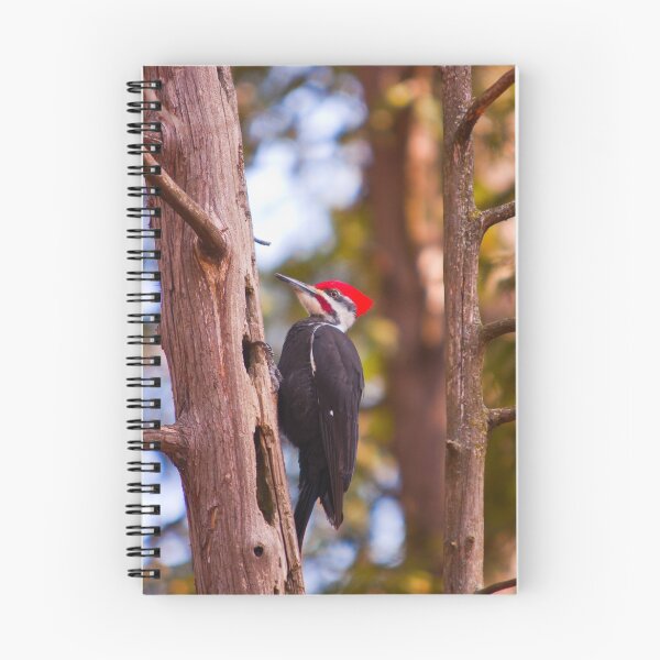 Item preview, Pileated Woodpecker - Ottawa, Ontario designed and sold by Josef Pittner.