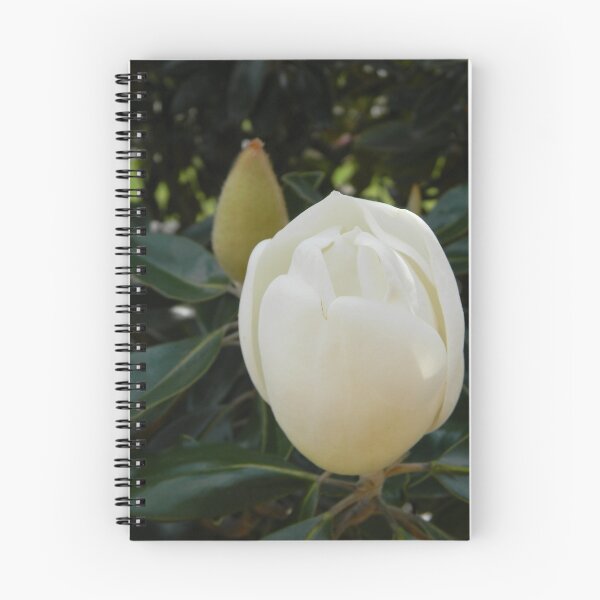 Aperçu de l'œuvre Budding Magnolia Blossom créée et vendue par Warren Thompson.