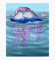 Portuguese man-of-war Photographic Print