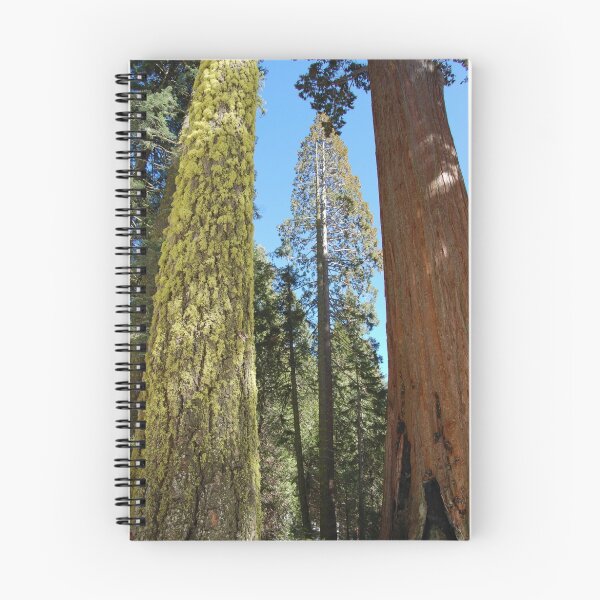 Item preview, Giant trees in Kings Canyon designed and sold by Amanda Huggins.
