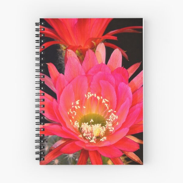Item preview, Trichocereus Hybrid - EPIC designed and sold by Saija  Lehtonen.