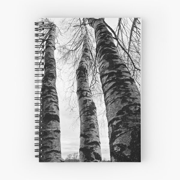 Item preview, Looking up Birch designed and sold by Klezedawg Imaging.