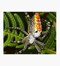 Cyrtophora moluccensis Photographic Print