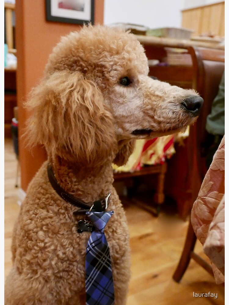 dog wearing tie