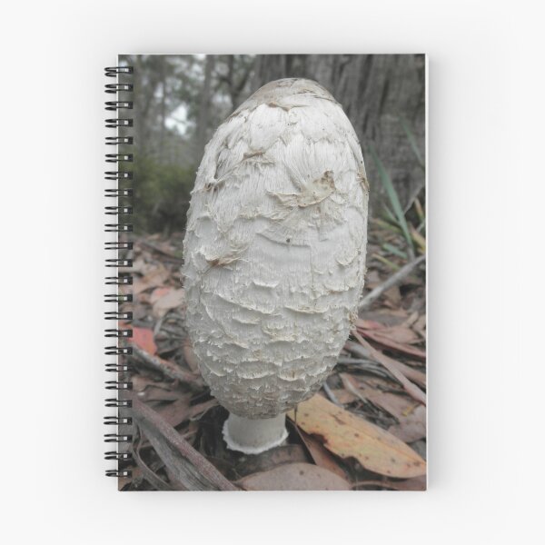 Item preview, Giant Fungi, Cradle Mountain Road, Tasmania, Australia. designed and sold by kaysharp.