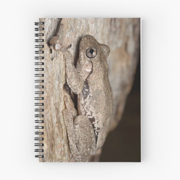 Item preview, Peron's Tree Frog - Litoria peronii designed and sold by Andrew Trevor-Jones.