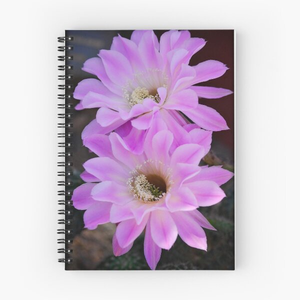 Item preview, Echinopsis Aurea designed and sold by Saija  Lehtonen.